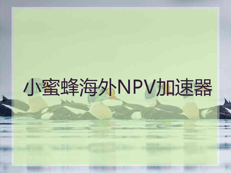 小蜜蜂海外NPV加速器 小蜜蜂海外NPV加速器