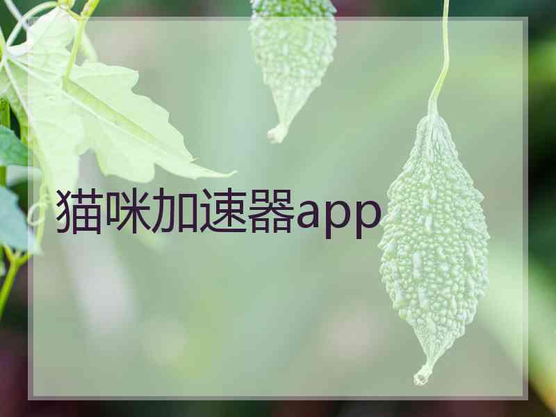 猫咪加速器app
