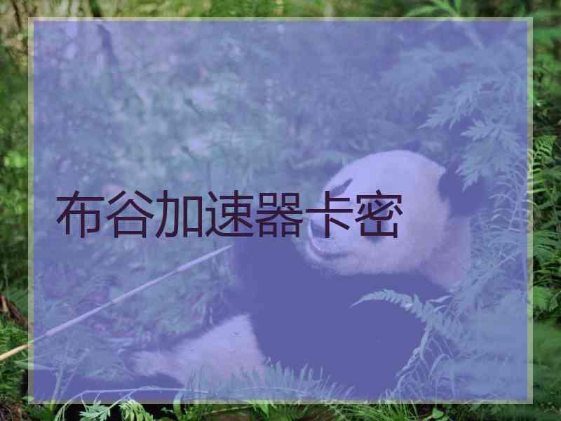 布谷加速器卡密