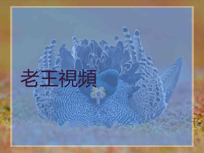 老王視頻