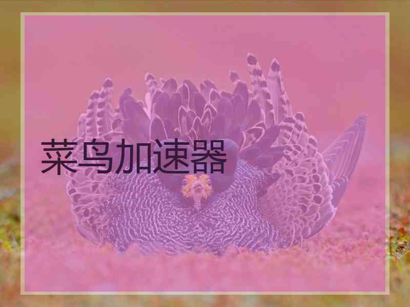菜鸟加速器